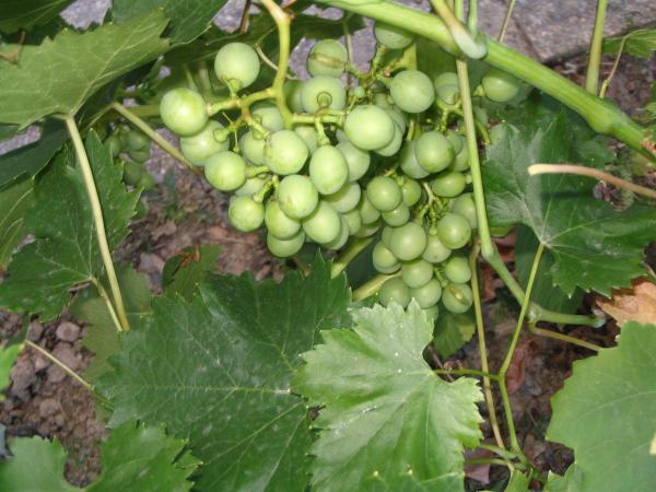La vigne en Bretagne ... !!!