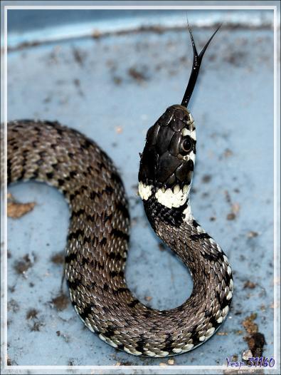 Couleuvre à collier (Natrix natrix) - Lartigau - Milhas - 31