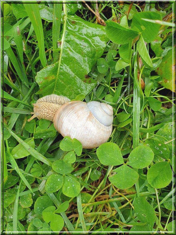 941 - Visite de Murat dans le Cantal (15) !