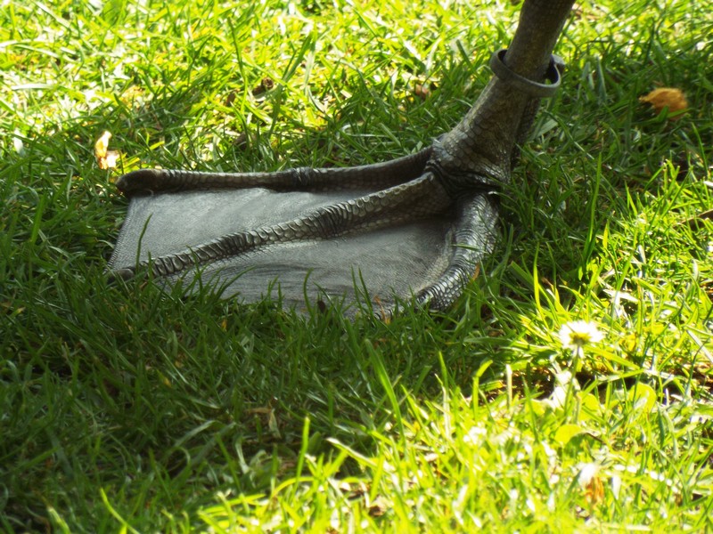 cygnes