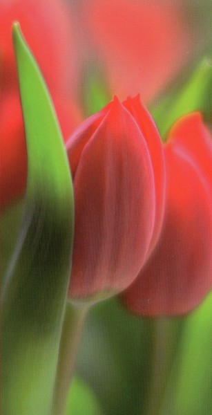 fleurs131