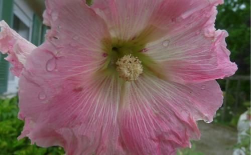 Fleurs de juillet sous la pluie