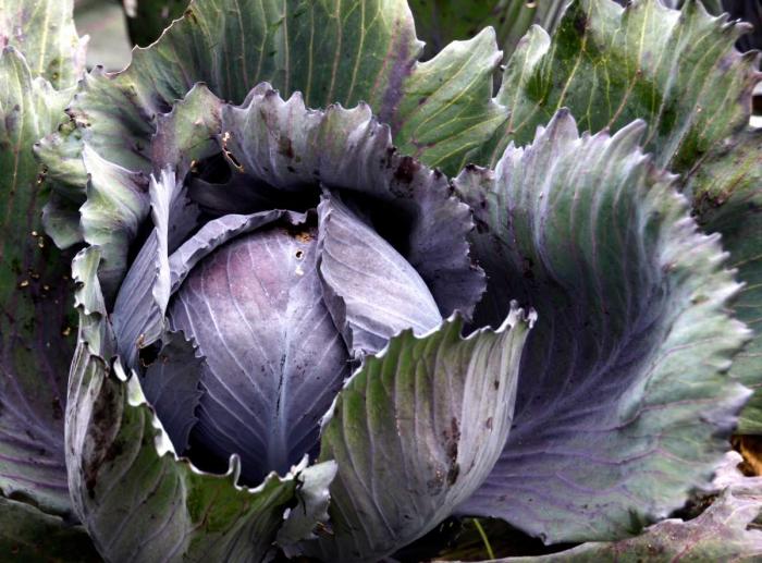 Légumes du mois de Novembre