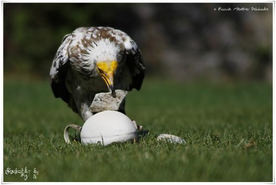 Vautour percnoptère - Neophron percnopterus - Egyptian Vulture