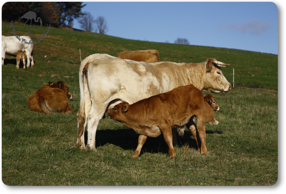 Troupeau d'Aubrac (Lozère)...