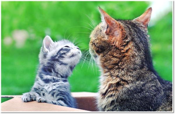 Extraits de livres lus (Petits livres réjouissant des plus jolis mots d’enfants » la nature)