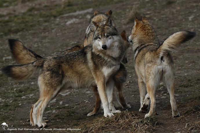 Loups de Sibérie (Canis lupus albus)