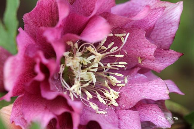 Fleurs de saison...suite