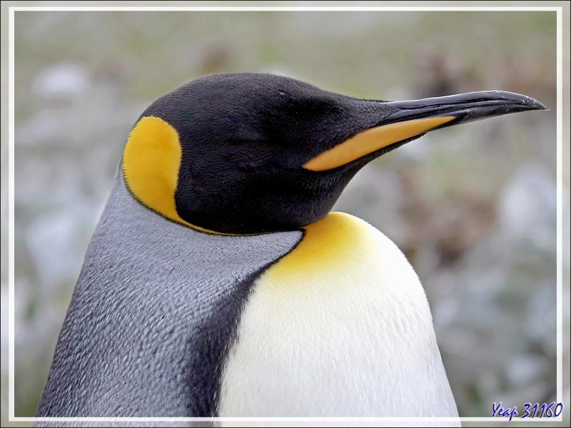 Manchot royal, King penguin (Aptenodytes patagonicus) - The Neck (Le Cou) - Saunders Island - Falkland (Malvinas, Malouines) - Grande-Bretagne