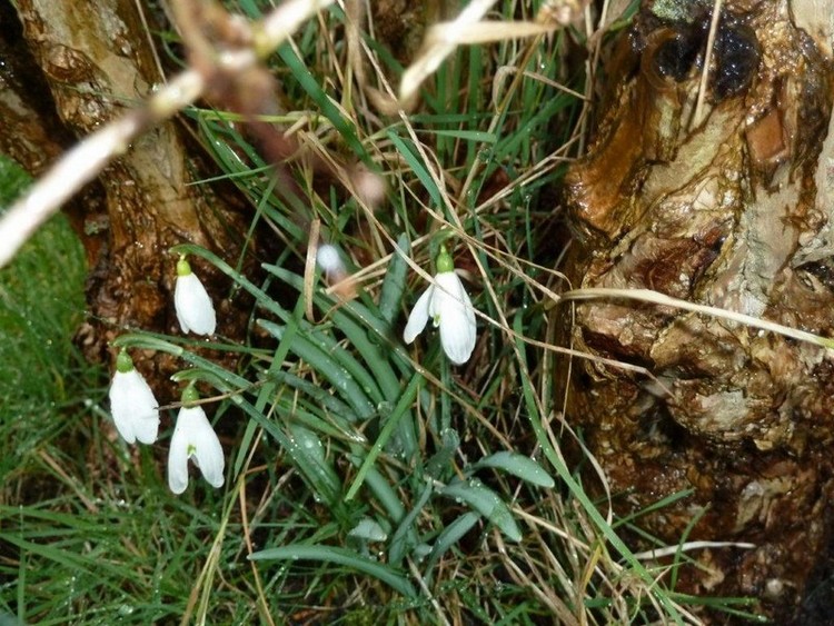 perce neige 