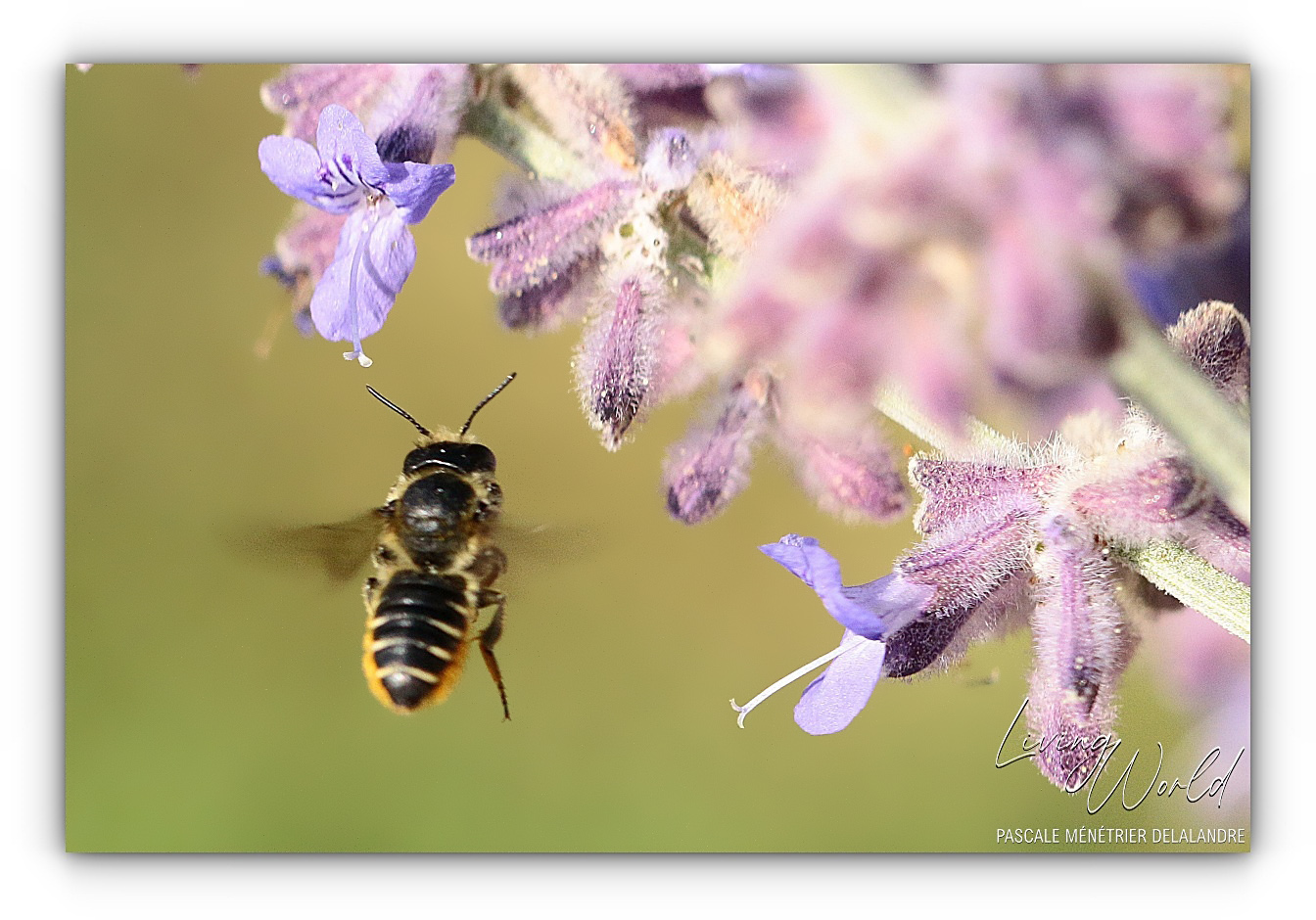 Abeille tapissière (et découpeuse)