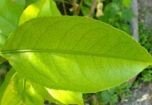 Arbre fruitier  ; Citronnier
