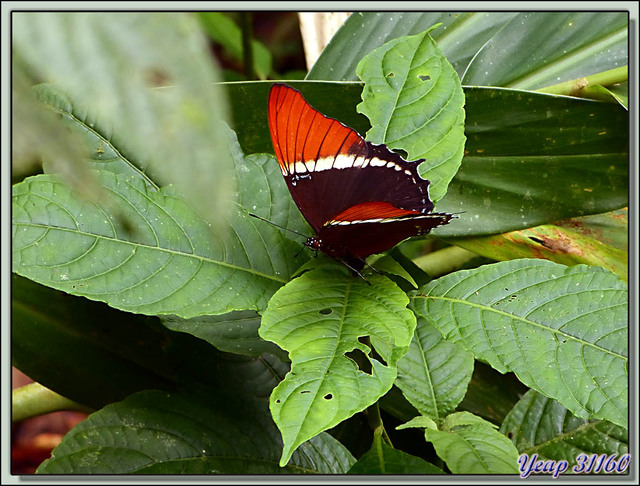 Blog de images-du-pays-des-ours : Images du Pays des Ours (et d'ailleurs ...), Papillon Siprotea Brun, Rusty-tipped Page (Siproeta epaphus) - Puerto Viejo de Sarapiqui, Costa Rica