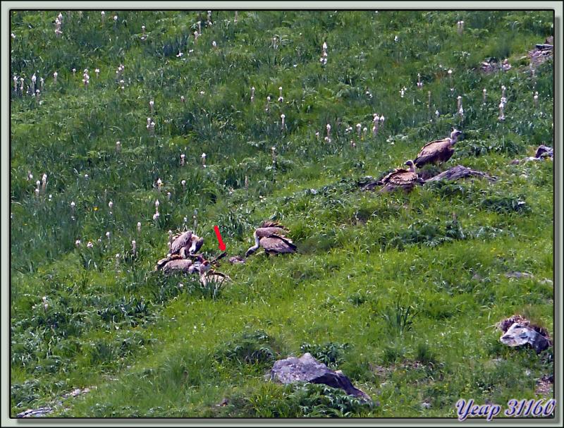 Vautours fauves à la curée (Gyps fulvus) - Vallon d'Esquierry - Oô - 31