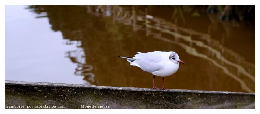 La mouette rieuse