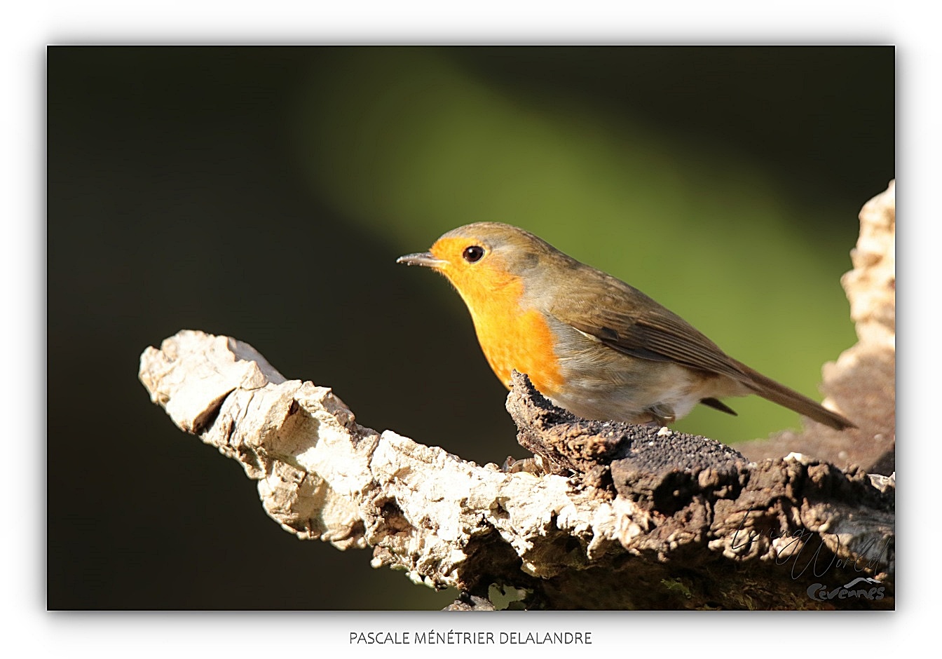 Robin au refuge