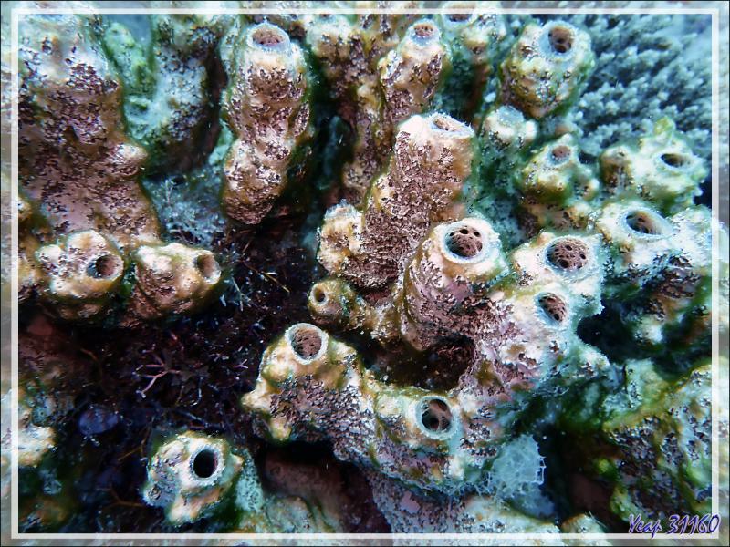 Éponge tubulaire indéterminée - Spot Antsoha (Rocher 4ème Frère) - Tsarabanjina - Mitsio - Madagascar