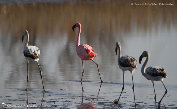 Avec mes amis Flamant rose juvéniles