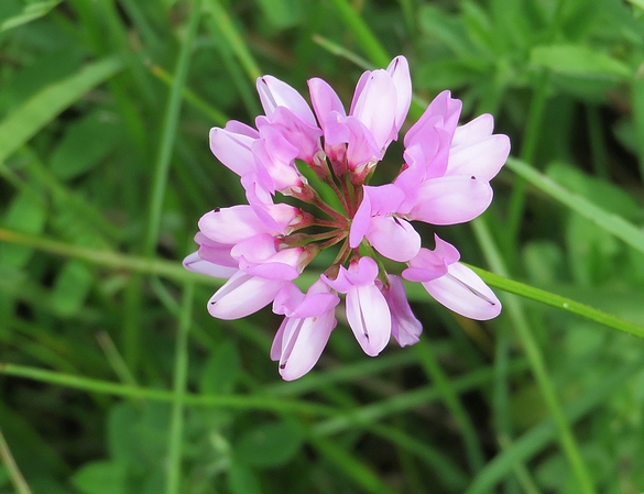 Les orchidées sauvages du Châtillonnais ont fleuri en grand nombre pendant ce printemps 2024
