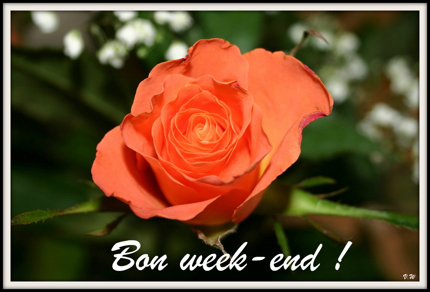 Cette rose pour vous souhaiter un bon week-end - PIXEL-GALERIE