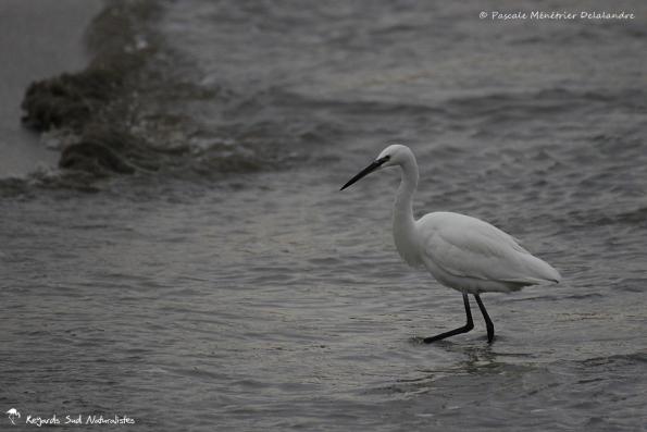 Aigrette garzette