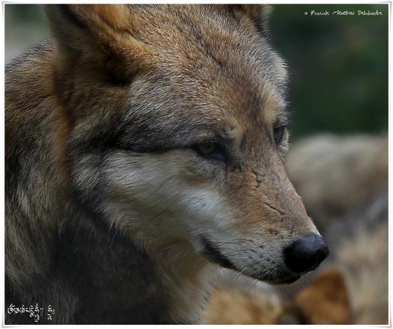 Loups de Sibérie (Canis lupus albus)