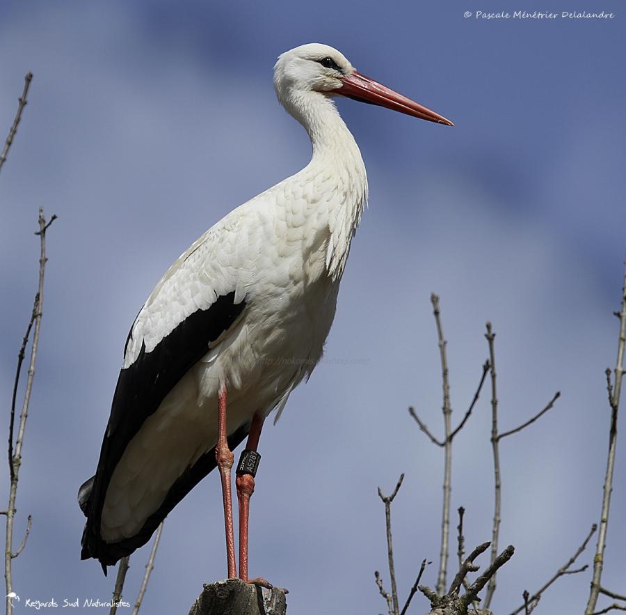 Cigogne blanche