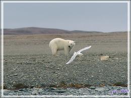 Vers 14 heures, enfin je pars en Zodiac vers l'ours, il n'a pas bougé d'un poil et mange toujours - Creswell Bay - Somerset Island - Nunavut - Canada