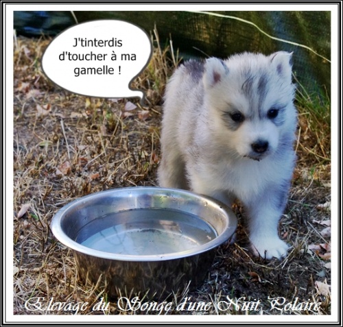 Chiot Husky Femelle 1 (34j)