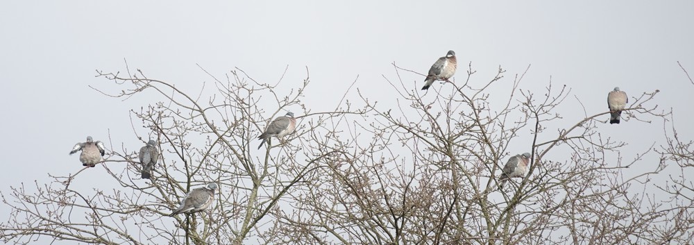 Des palombes squattent les arbres des aigrettes garzettes !