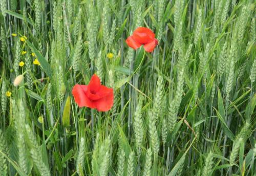 Randonnée "Au fil de l'eau" à NERS