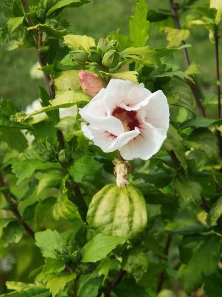 fleurs d'été ...