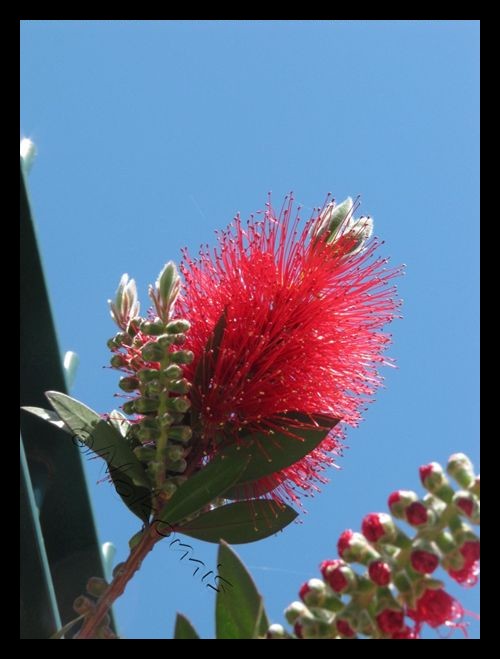 Tranches de vie d'un Australian Shepherd