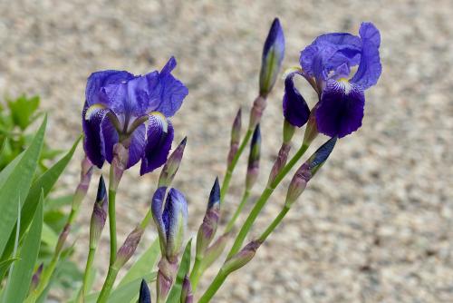 Iris