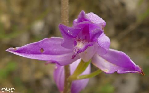 Cephalanthera rubra - céphalanthère rouge