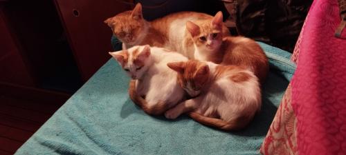 Du ZEF à la roulotte...