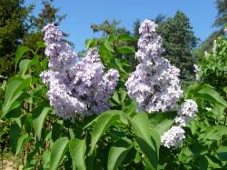 Portrait chinois fleuri