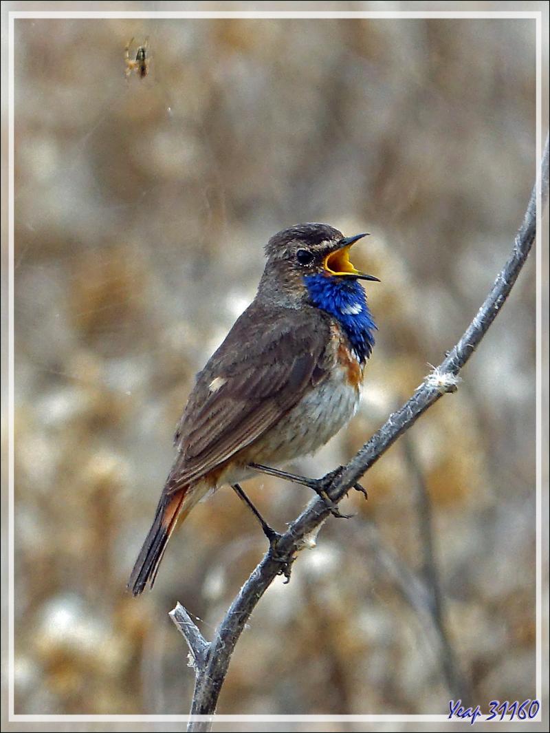 Le Gorgebleue à miroir et l'araignée, Bluethroat (Luscinia svecica) - Ars-en-Ré - Ile de Ré - 17