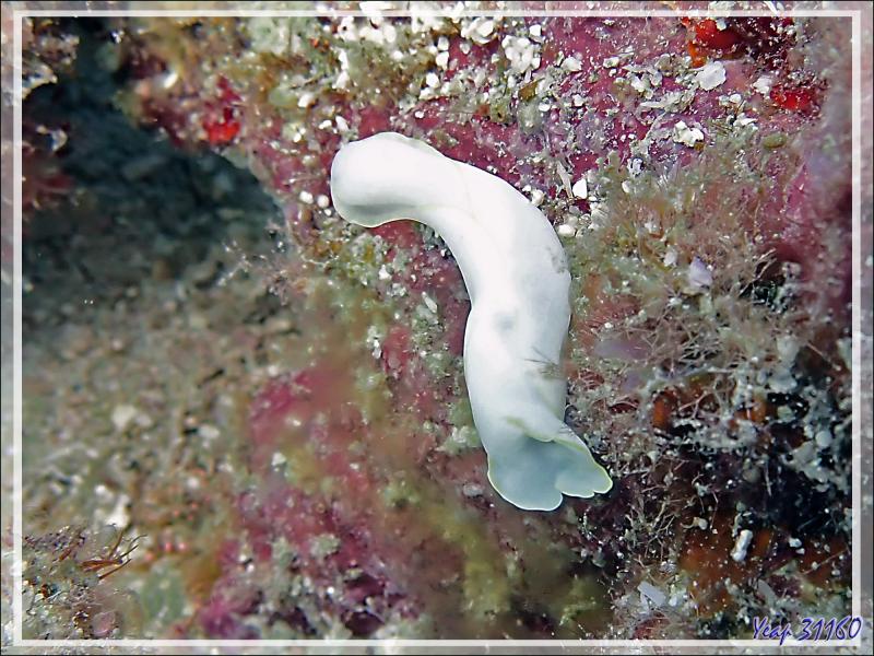 10/11/2019 : dernière plongée ! Nudibranche Chélidonure brillante, Limace balai brillante, Brillant headshield slug (Chelidonura electra) - Beangovo - Tsarabanjina - Mitsio - Madagascar