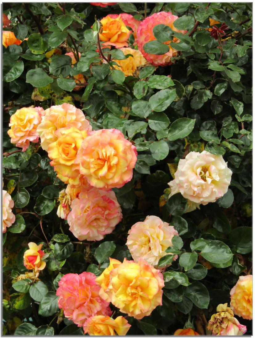 REVENONS AU JARDIN 