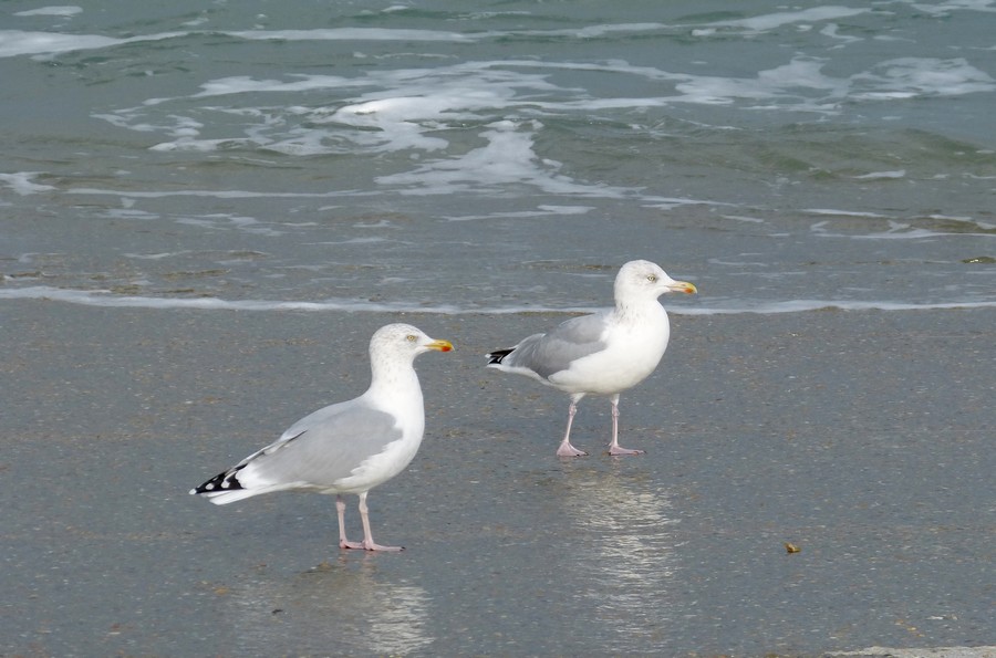 Toujours en Somme, à une heure d'Amiens