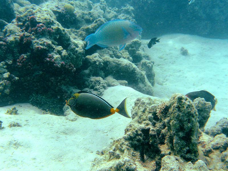 Poissons Chirurgien et perroquet - Moorea - Polynésie française
