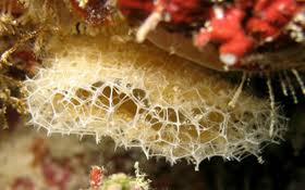 L'Hystérie - Est-elle contagieuse ?