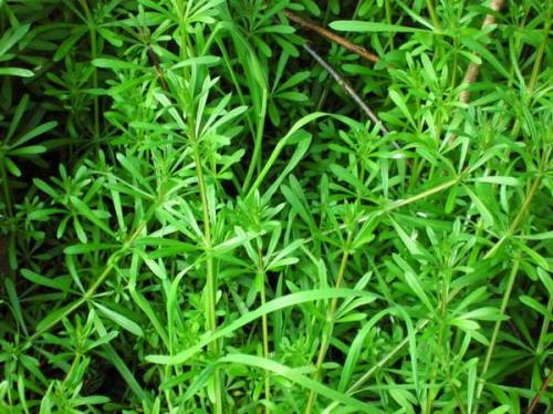 Vertus médicinales des plantes sauvages : Gratteron
