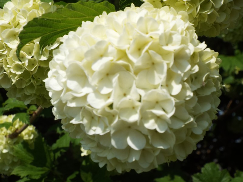 fleur blanches
