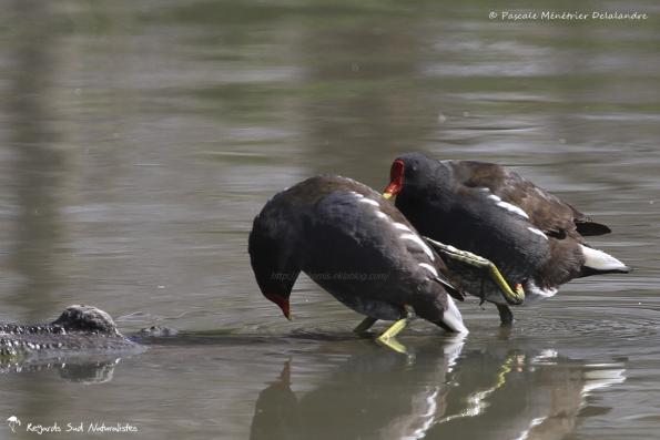 Accouplement de Gallinules poules-d'eau