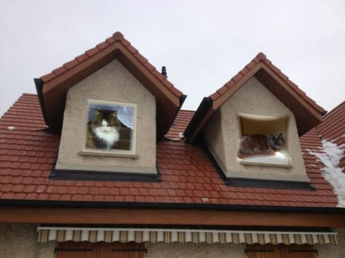 Des chats aux fenêtres