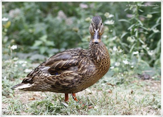 Canard colvert ♀