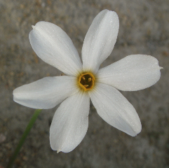 La page de Véronique P