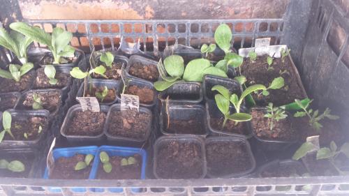 Parce que petit à petit, ça pousse....